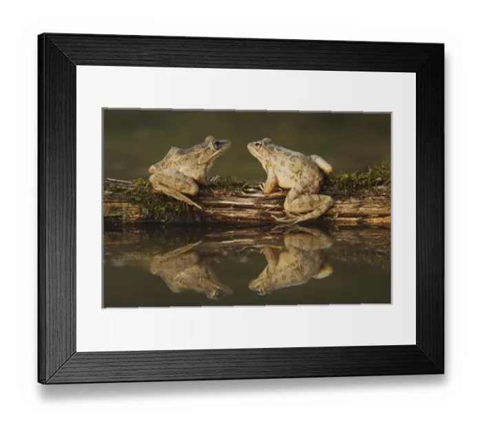 Framed Print : Nature, Fauna Framed Print : Nature, Fauna