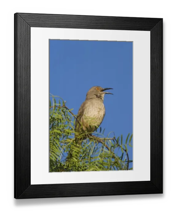 Framed Print : Curve-billed Thrasher, Toxostoma curvirostre, male singing on Honey Mesquite (Prosopis glandulosa) Framed Print : Curve-billed Thrasher, Toxostoma curvirostre, male singing on Honey Mesquite (Prosopis glandulosa)
