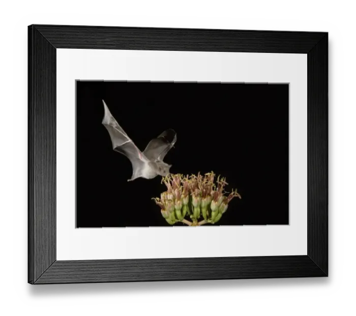 Framed Print : Nature, Fauna Framed Print : Nature, Fauna