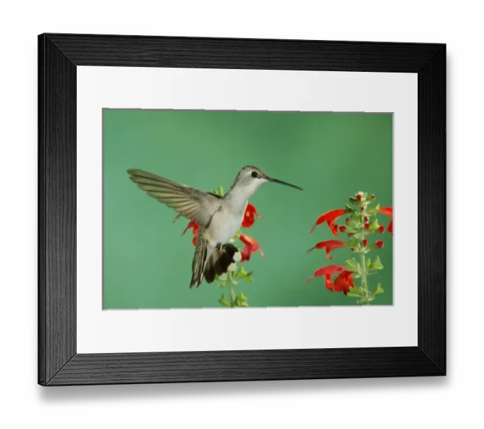 Framed Print : Black-chinned Hummingbird, Archilochus alexandri, female in flight feeding on Sage