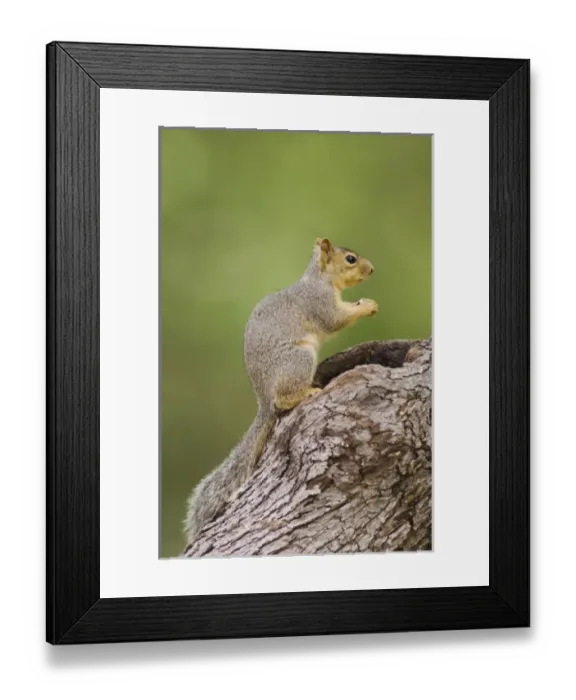 Framed Print : Nature, Fauna Framed Print : Nature, Fauna