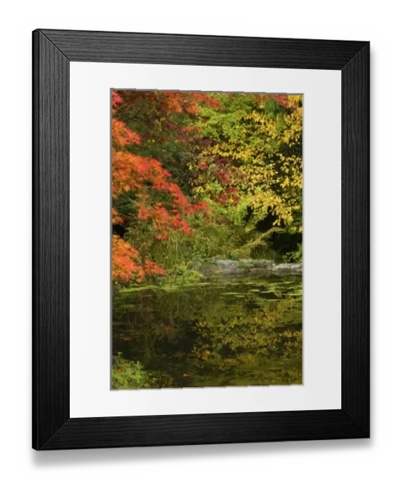 Framed Print : Reflection of Fall Foliage in Pond Framed Print : Reflection of Fall Foliage in Pond