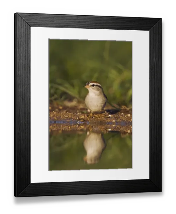 Framed Print : Chipping Sparrow, Spizella passerina, adult drinking, Uvalde County, Hill Country Framed Print : Chipping Sparrow, Spizella passerina, adult drinking, Uvalde County, Hill Country