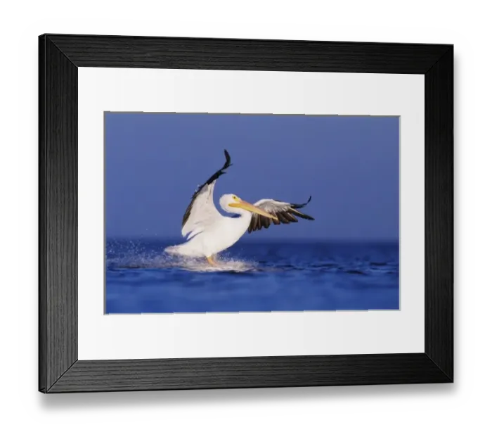 Framed Print : American White Pelican, Pelecanus erythrorhynchos, adult in flight landing, Rockport Framed Print : American White Pelican, Pelecanus erythrorhynchos, adult in flight landing, Rockport