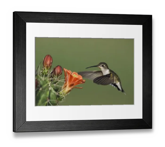 Framed Print : Ruby-throated Hummingbird, Archilochus colubris, female in flight feeding on Claret Cup Cactus Framed Print : Ruby-throated Hummingbird, Archilochus colubris, female in flight feeding on Claret Cup Cactus