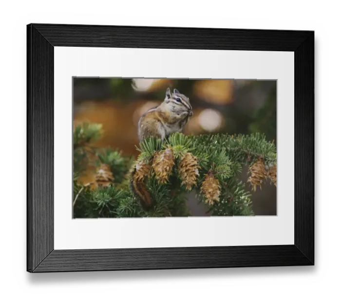 Framed Print : Uinta Chipmunk, Tamias umbrinus, adult eating Fir cone seeds, Rocky Mountain National Park Framed Print : Uinta Chipmunk, Tamias umbrinus, adult eating Fir cone seeds, Rocky Mountain National Park