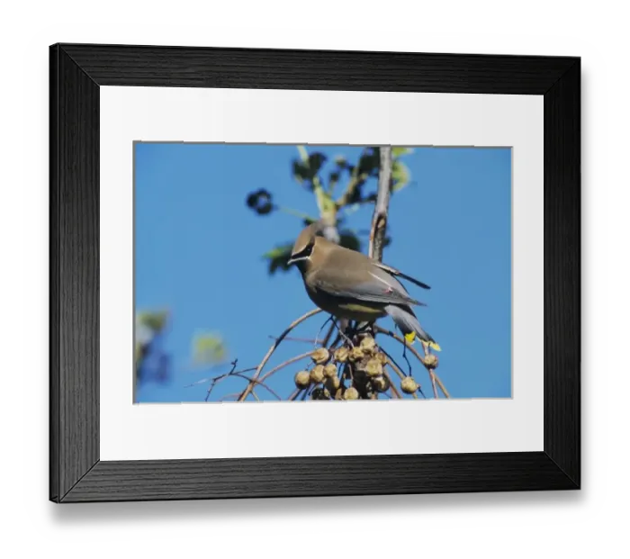 Framed Print : Cedar Waxwing, Bombycilla cedrorum, adult on Chinaberry Tree (Melia azedarach), New Braunfels Framed Print : Cedar Waxwing, Bombycilla cedrorum, adult on Chinaberry Tree (Melia azedarach), New Braunfels