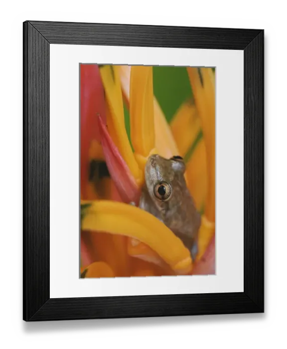 Framed Print : Nature, Fauna Framed Print : Nature, Fauna