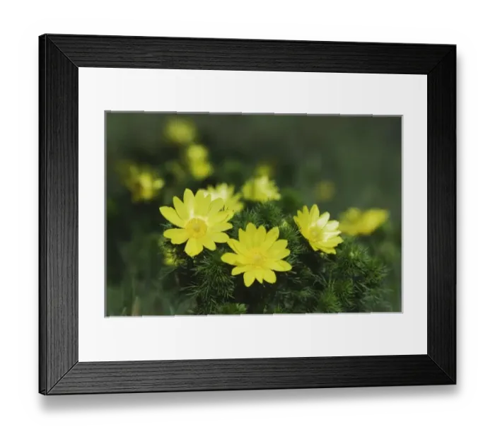 Framed Print : Nature, Fauna