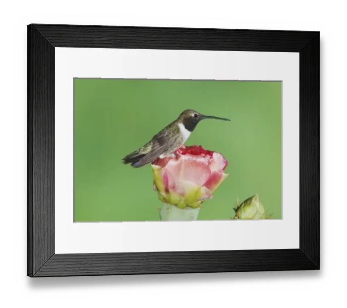 Framed Print : Nature, Fauna Framed Print : Nature, Fauna