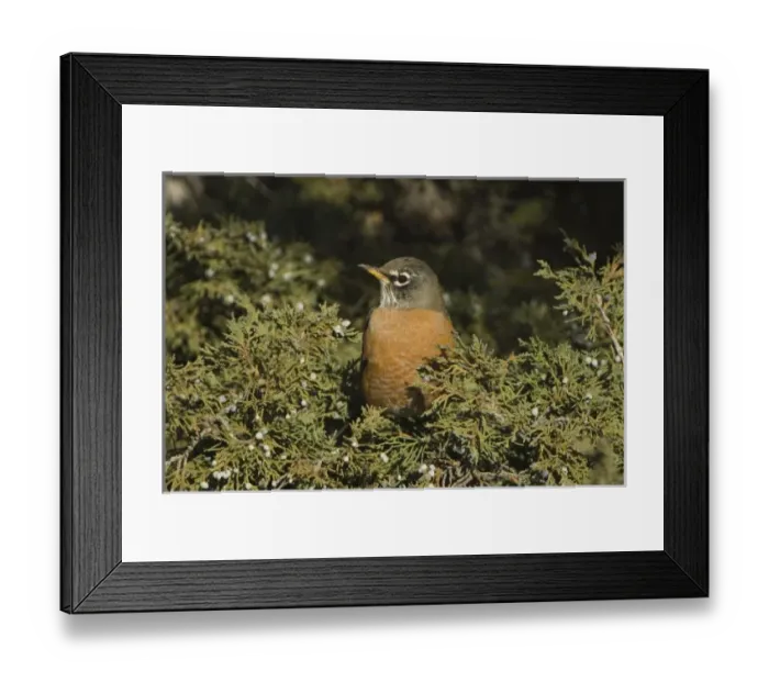 Framed Print : Nature, Fauna Framed Print : Nature, Fauna