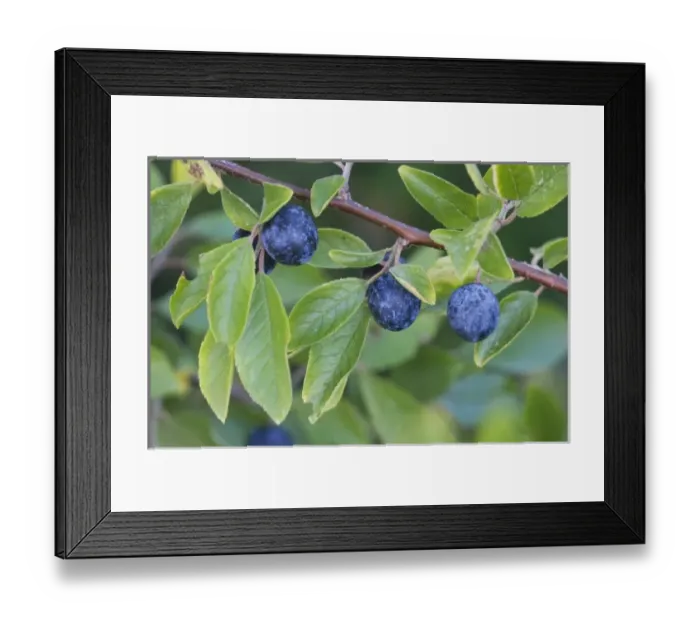 Framed Print : Blackthorn, Prunus spinosa, fruit, Unterlunkhofen, Switzerland, August Framed Print : Blackthorn, Prunus spinosa, fruit, Unterlunkhofen, Switzerland, August