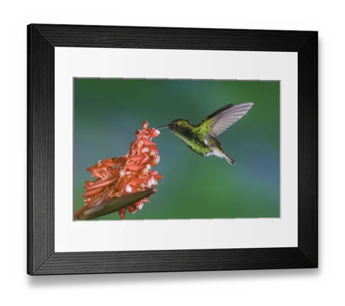 Framed Print : Coppery-headed Emerald, Elvira cupreiceps, male in flight on flower of the ginger family Framed Print : Coppery-headed Emerald, Elvira cupreiceps, male in flight on flower of the ginger family