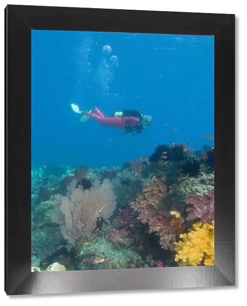 Female scuba diver near vibrant and colorful sloft corals (Dendronepthya sp. ) Raja