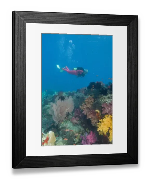 Framed Print : Female scuba diver near vibrant and colorful sloft corals (Dendronepthya sp. ) Raja