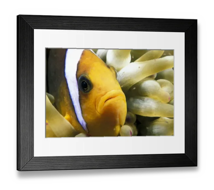 Framed Print : Nature, Fauna