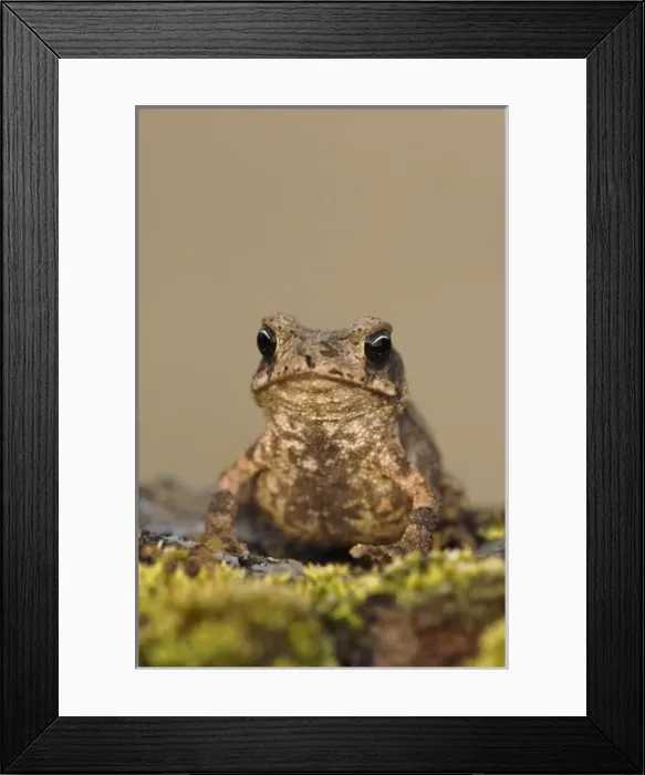 Framed Print : Nature, Fauna Framed Print : Nature, Fauna