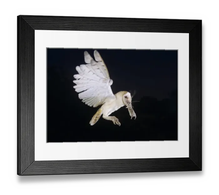 Framed Print : Barn Owl, Tyto alba, adult in flight with mouse, Willacy County, Rio Grande Valley Framed Print : Barn Owl, Tyto alba, adult in flight with mouse, Willacy County, Rio Grande Valley