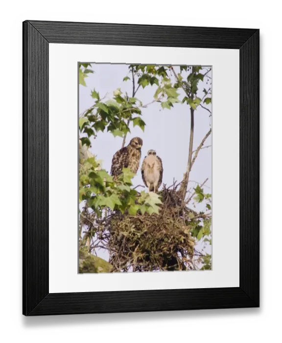 Framed Print : Nature, Fauna Framed Print : Nature, Fauna