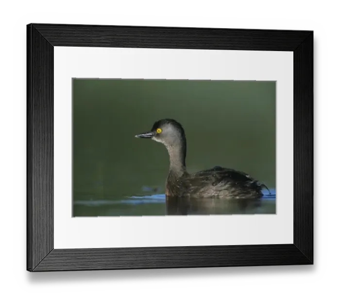 Framed Print : Least Grebe, Tachybaptus dominicus, male, Lake Corpus Christi, Texas, USA, June Framed Print : Least Grebe, Tachybaptus dominicus, male, Lake Corpus Christi, Texas, USA, June