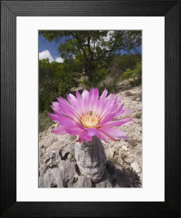 Framed Print : Lace Cactus, Echinocereus reichenbachii, blooming, Uvalde County, Hill Country, Texas Framed Print : Lace Cactus, Echinocereus reichenbachii, blooming, Uvalde County, Hill Country, Texas