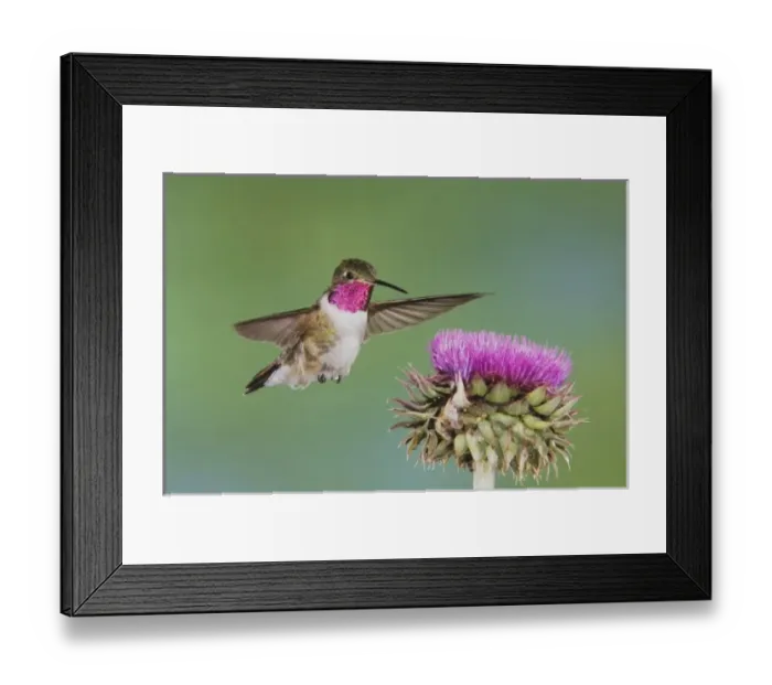 Framed Print : Broad-tailed Hummingbird, Selasphorus platycercus, male in flight feeding on Musk Thistle Framed Print : Broad-tailed Hummingbird, Selasphorus platycercus, male in flight feeding on Musk Thistle
