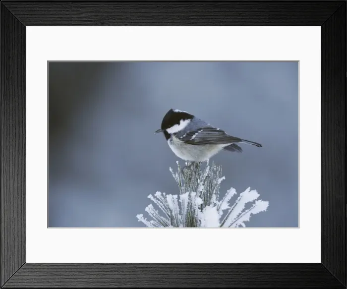 Framed Print : Coal Tit (Parus ater), adult perched on frost covered Swiss Stone Pine by minus 15 Celsius, St