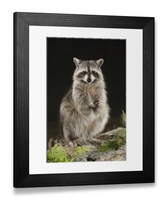 Framed Print : Nature, Fauna Framed Print : Nature, Fauna