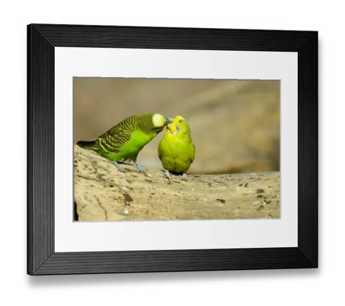 Framed Print : Nature, Fauna Framed Print : Nature, Fauna