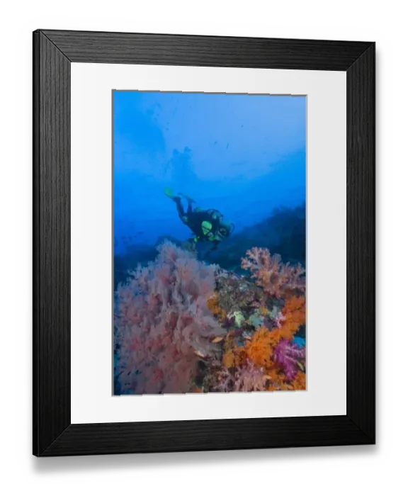 Framed Print : woman scuba diving, profuse and colorful soft corals (Dendronepthya sp. ) Raja Ampat