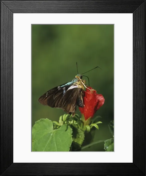 Framed Print : Two-barred Flasher, Astraptes fulgerator, adult on Turks Cap (Malvaviscus drummondii) Framed Print : Two-barred Flasher, Astraptes fulgerator, adult on Turks Cap (Malvaviscus drummondii)