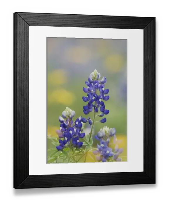 Framed Print : Wildflower field with Texas Bluebonnet (Lupinus texensis), Comal County, Hill Country Framed Print : Wildflower field with Texas Bluebonnet (Lupinus texensis), Comal County, Hill Country