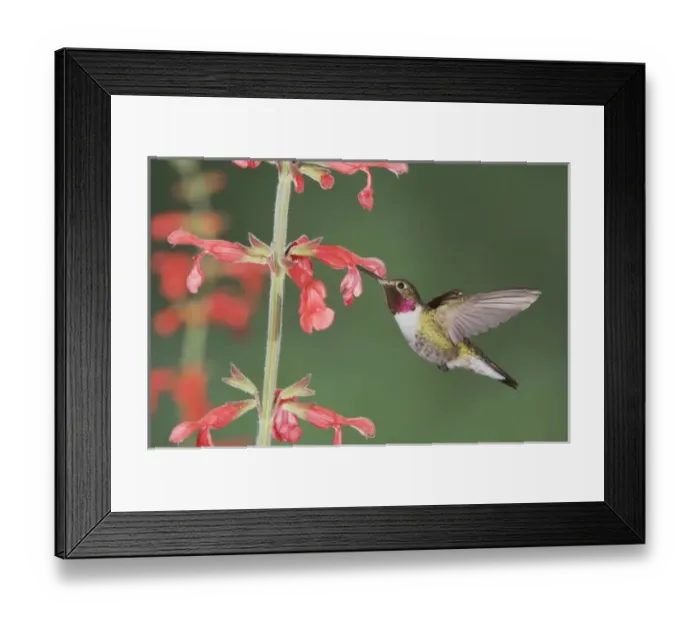 Framed Print : Broad-tailed Hummingbird, Selasphorus platycercus, male in flight feeding on Red Sage (Salvia sp Framed Print : Broad-tailed Hummingbird, Selasphorus platycercus, male in flight feeding on Red Sage (Salvia sp