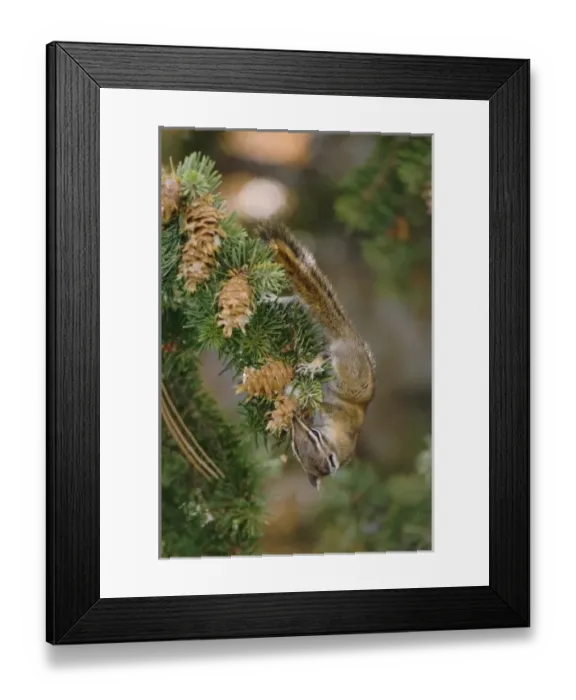 Framed Print : Nature, Fauna Framed Print : Nature, Fauna
