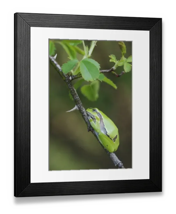 Framed Print : Common Tree Frog, Hyla arborea, adult resting in wild rose bush, National Park Lake Neusiedl Framed Print : Common Tree Frog, Hyla arborea, adult resting in wild rose bush, National Park Lake Neusiedl
