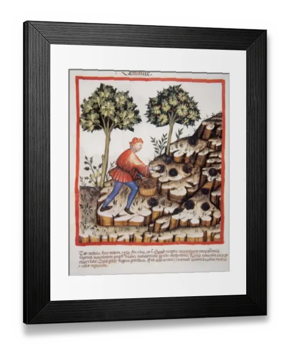 Framed Print : Tacuinum Sanitatis. Medieval Health Handbook, dated before 1400, based on observations
