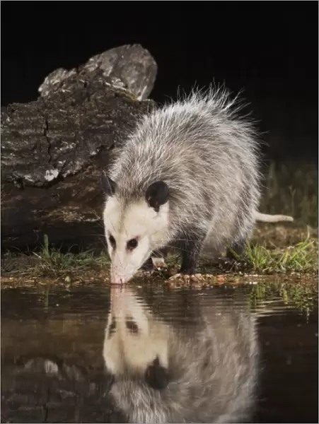 Virginia Opossum, Didelphis virginiana, adult at night drinking, Uvalde County, Hill Country