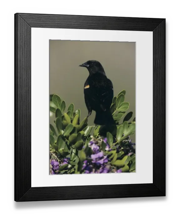 Framed Print : color corrected