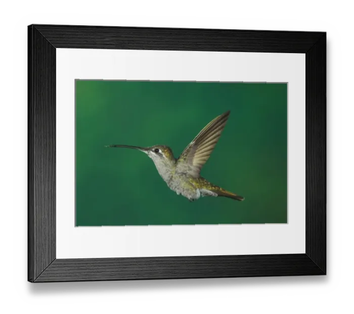 Framed Print : Magnificent Hummingbird, Eugenes fulgens, female in flight, Paradise, Chiricahua Mountains