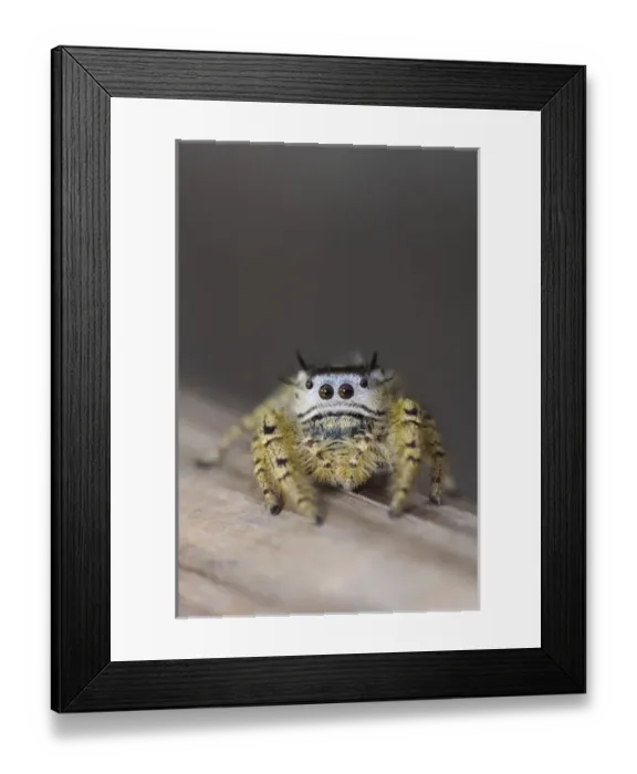 Framed Print : Nature, Fauna Framed Print : Nature, Fauna
