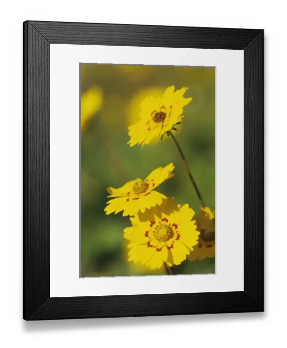 Framed Print : Nature, Fauna Framed Print : Nature, Fauna