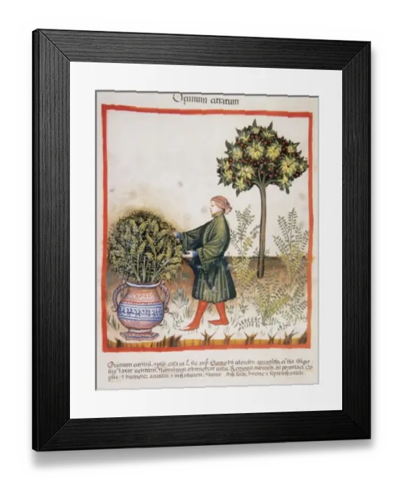 Framed Print : Historic. Tacuinum Sanitatis, Medieval Health Handbook Framed Print : Historic. Tacuinum Sanitatis, Medieval Health Handbook