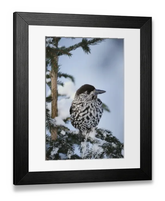 Framed Print : Spotted Nutcracker (Nucifraga caryocatactes), adult perched on Norway spruce ruffled Framed Print : Spotted Nutcracker (Nucifraga caryocatactes), adult perched on Norway spruce ruffled