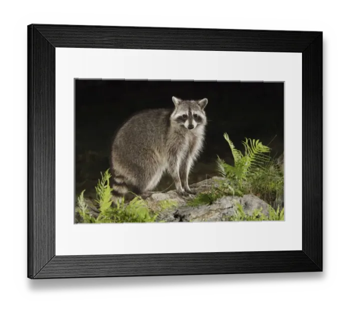 Framed Print : Nature, Fauna Framed Print : Nature, Fauna