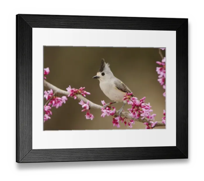 Framed Print : Black-crested Titmouse, Baeolophus atricristatus, adult perched on branch of blooming Framed Print : Black-crested Titmouse, Baeolophus atricristatus, adult perched on branch of blooming