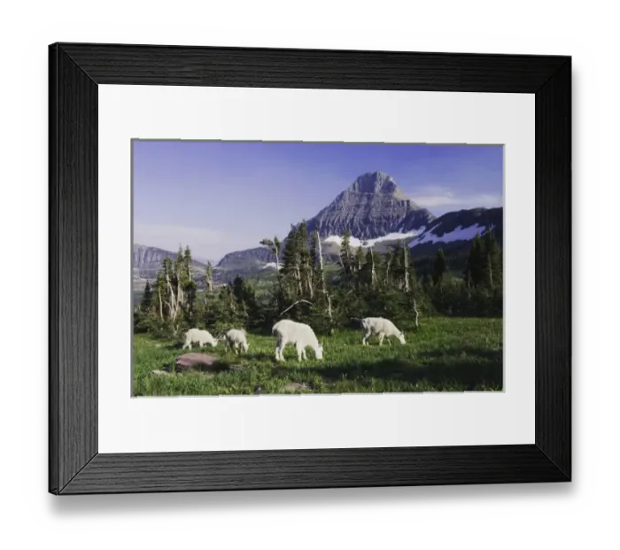 Framed Print : Mountain Goat, Oreamnos americanus, adults with young eating, Mount Reynolds in Background Framed Print : Mountain Goat, Oreamnos americanus, adults with young eating, Mount Reynolds in Background