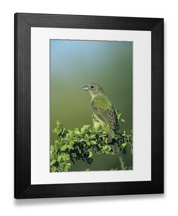 Framed Print : Nature, Fauna Framed Print : Nature, Fauna
