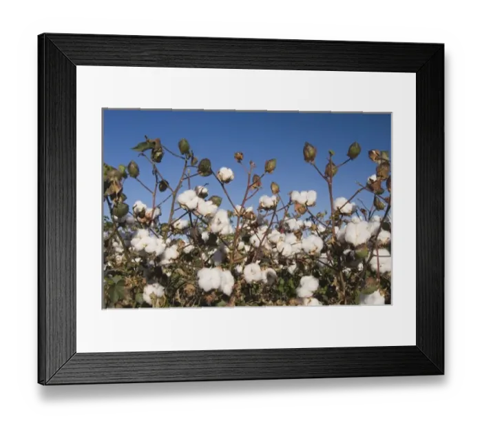 Framed Print : Cotton Plant, Gossypium hirsutum, cotton field, Lubbock, Panhandle, Texas, USA, September