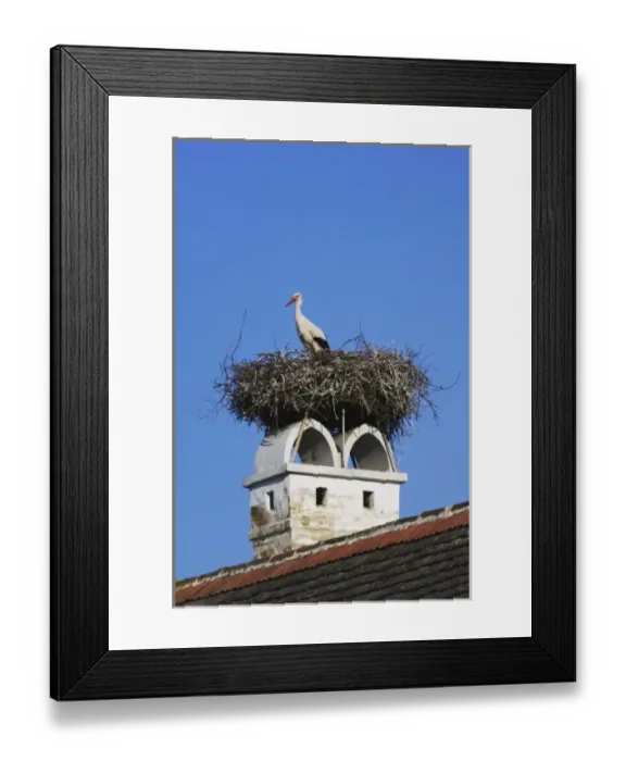 Framed Print : White Stork, Ciconia ciconia, adult on nest on chimney, Rust, National Park Lake Neusiedl Framed Print : White Stork, Ciconia ciconia, adult on nest on chimney, Rust, National Park Lake Neusiedl