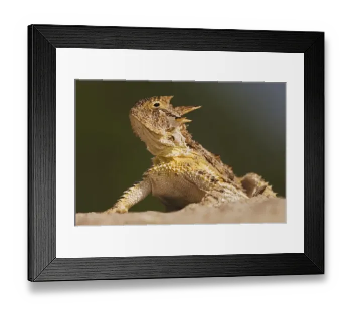 Framed Print : Nature, Fauna Framed Print : Nature, Fauna